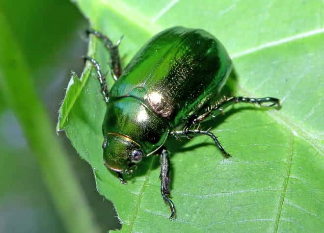 昆虫図鑑・コガネムシ